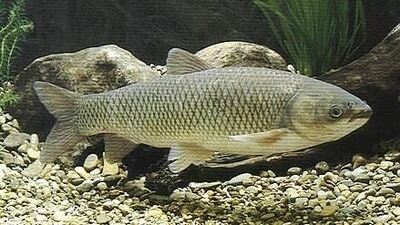 Goldfische Jungtier - unbekannt