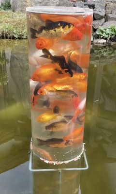 Goldfische - unbekannt