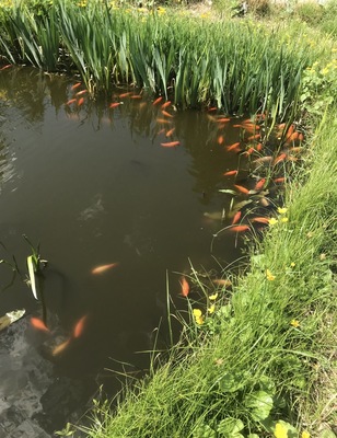 Goldfische - unbekannt