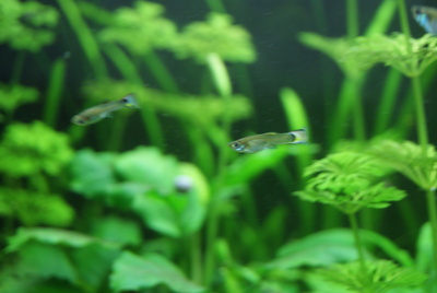 Guppy Jungtier - unbekannt