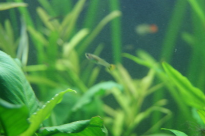 Guppy Jungtier - unbekannt