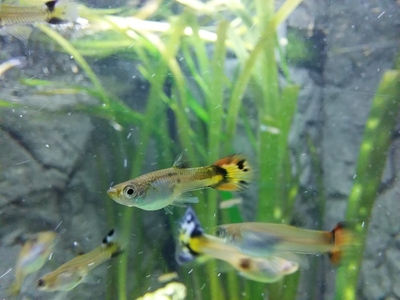 Guppy Jungtier - unbekannt