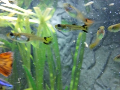 Guppy Jungtier - unbekannt