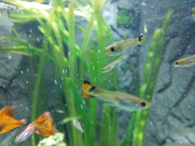 Guppy Jungtier - unbekannt