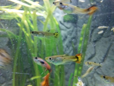 Guppy Jungtier - unbekannt