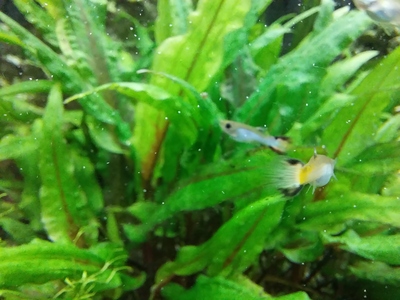 Guppy Jungtier - unbekannt