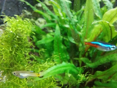 Guppy Jungtier - unbekannt
