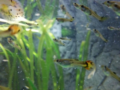 Guppy Jungtier - unbekannt