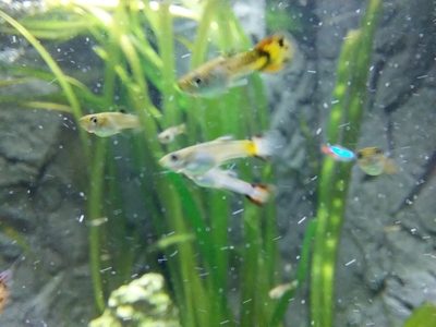 Guppy Jungtier - unbekannt