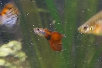Guppy Jungtier - unbekannt