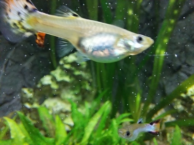 Guppy Jungtier - unbekannt