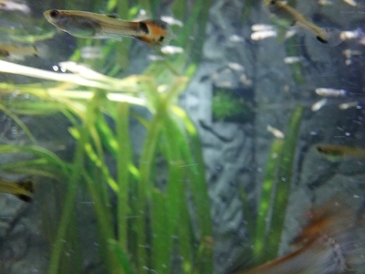Guppy Jungtier - unbekannt