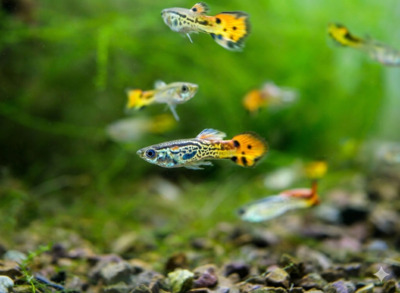 Guppy - unbekannt
