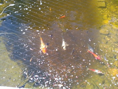 Japankoi - unbekannt