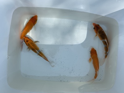 Japankoi - unbekannt