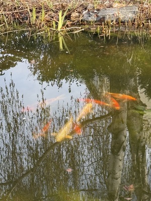 Japankoi - unbekannt