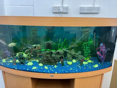 Juwel Vision Aquarium/Aquarium kostenlos