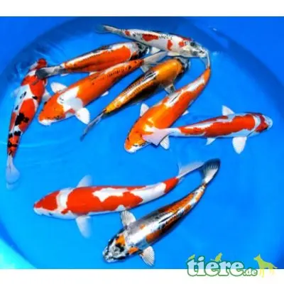 Koi