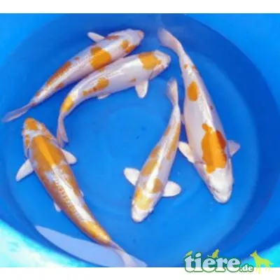 Koi