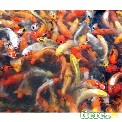 Koi