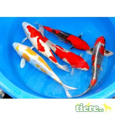 Koi