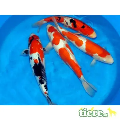 Koi