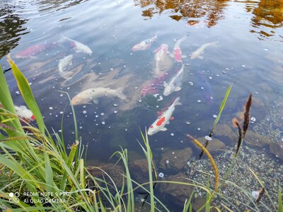 Koi - unbekannt