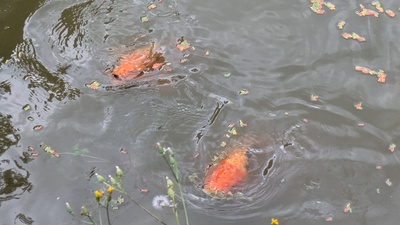 Koi - unbekannt