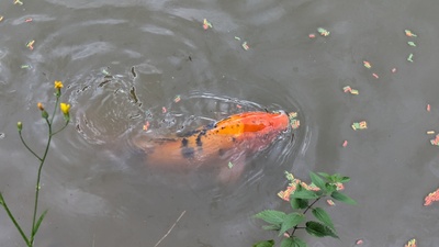 Koi - unbekannt
