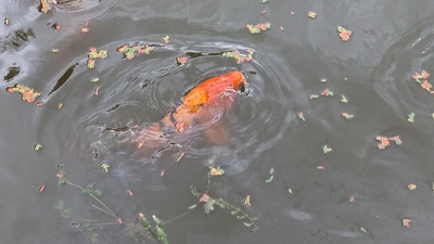 Koi - unbekannt