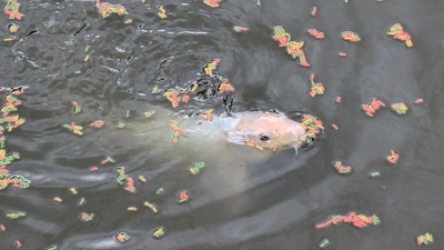Koi - unbekannt