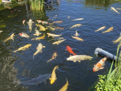 Koi - unbekannt