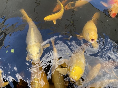 Koi - unbekannt