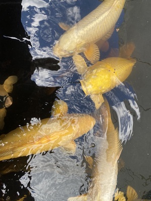 Koi - unbekannt