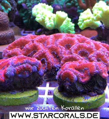 Korallen für Salzwasseraquarien zu verkaufen