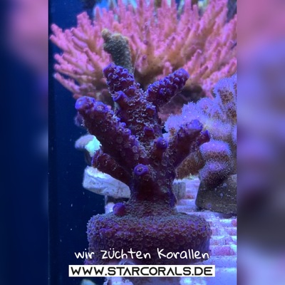 Korallen für Salzwasseraquarien zu verkaufen