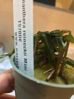 L Welse Jungtier - unbekannt