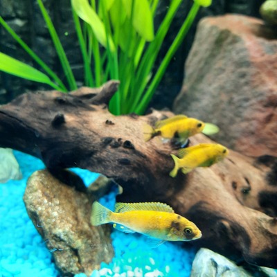 Labidochromis Yellow Jungtier - unbekannt