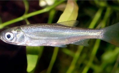 Moderlieschen - unbekannt