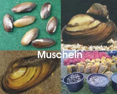 Muschel Jungtier - unbekannt