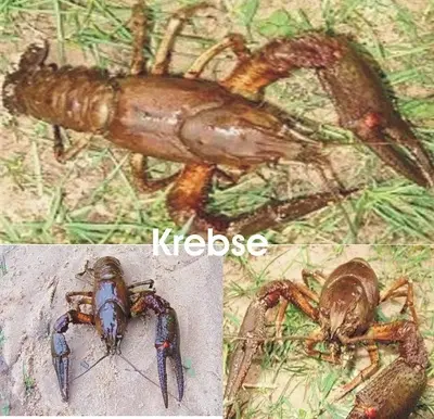 Muschel Jungtier - unbekannt