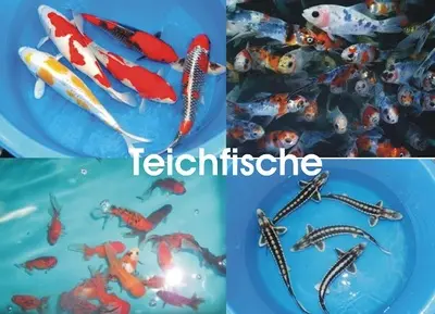 Muschel Jungtier - unbekannt