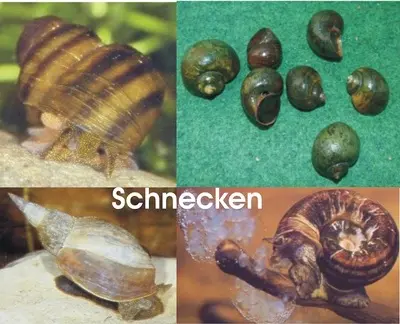 Muschel Jungtier - unbekannt