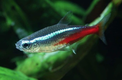 Neon Tetra / Neon Salmler - unbekannt
