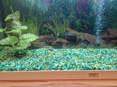 Neon Tetra / Neon Salmler - unbekannt