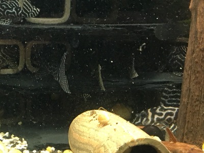 Orinoco Engelsharnischwels (L 201) Jungtier - unbekannt