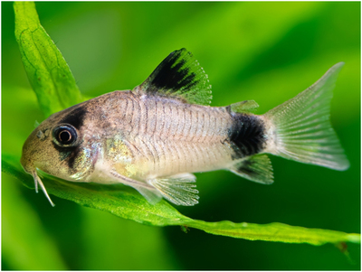 Panzerwelse - unbekannt