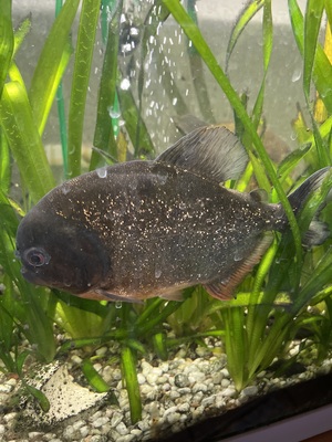 Piranha - unbekannt
