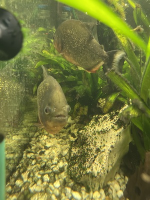 Piranha - unbekannt