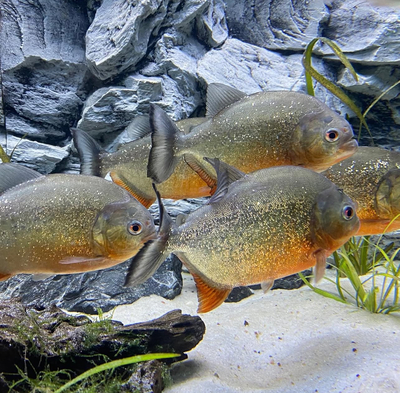 Piranha - unbekannt 1